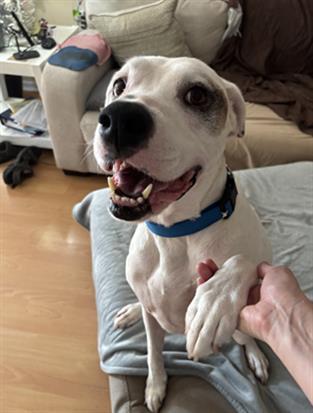 Enlarge SAMM, a Adoptable Mixed Breed in Jacksonville, FL image 1/1