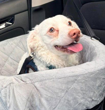 Enlarge Manny, a Adoptable mixed breed in San Diego, CA image 1/3