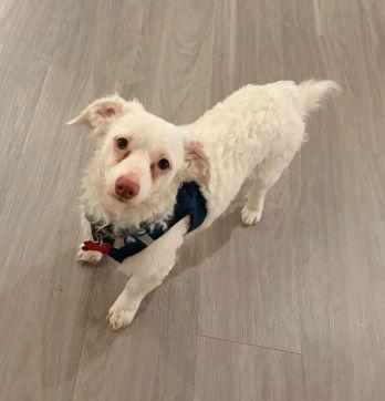 Enlarge Manny, a Adoptable mixed breed in San Diego, CA image 2/3