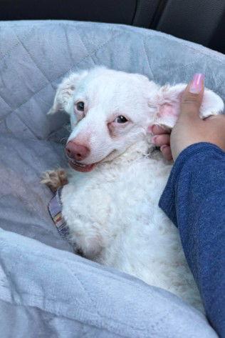 Enlarge Manny, a Adoptable mixed breed in San Diego, CA image 3/3