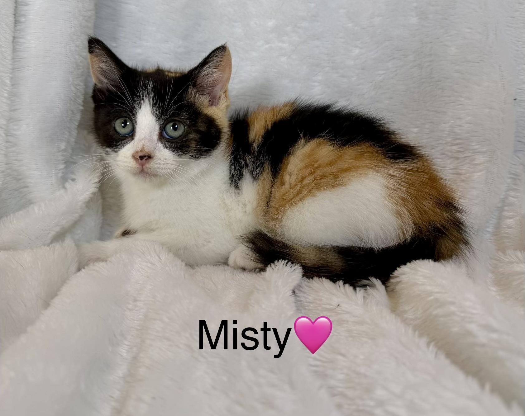 Enlarge Misty, a ADOPTABLE Calico in Copley, OH image 1/1