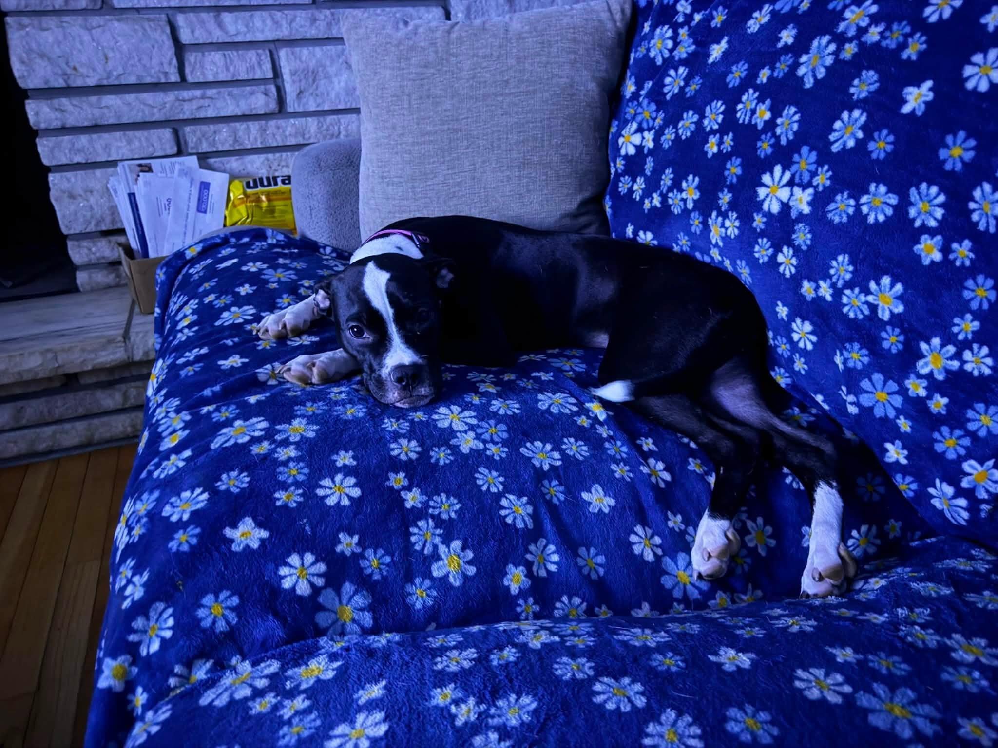 Enlarge Maple, a Adoptable Pit Bull Terrier in Niles, IL image 3/6