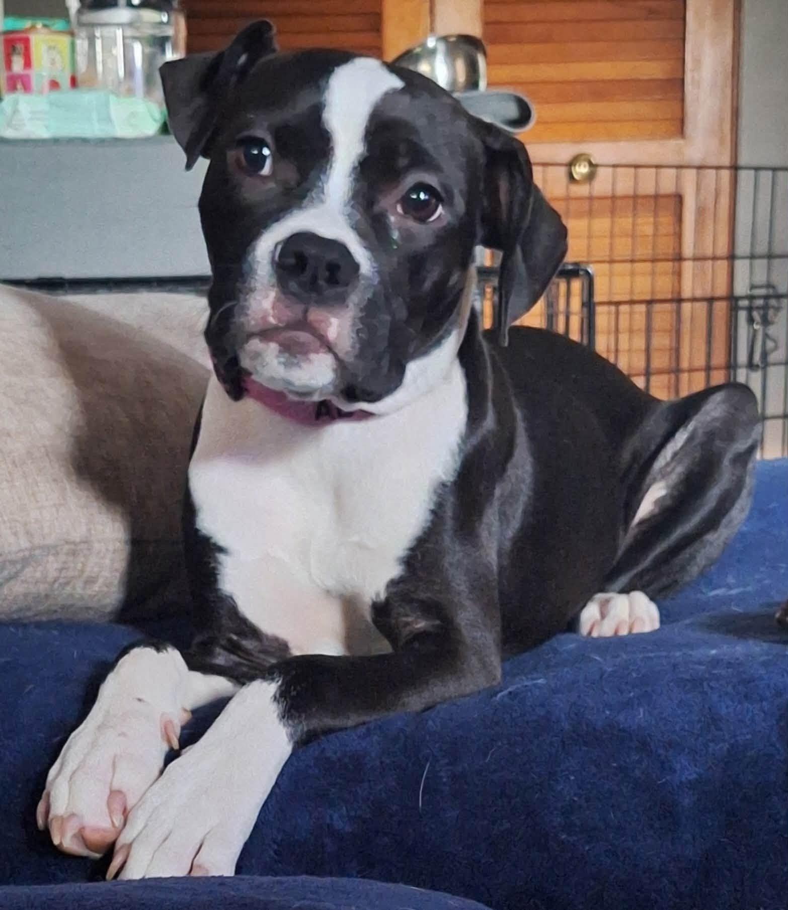 Maple, Adoptable, Young Female Pit Bull Terrier.