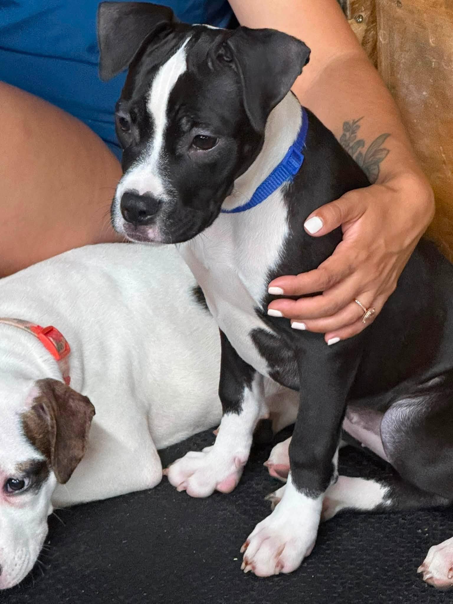 Enlarge Maple, a Adoptable Pit Bull Terrier in Niles, IL image 2/6