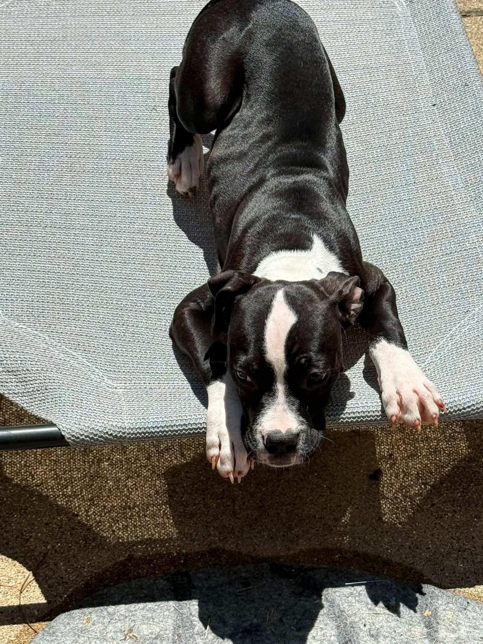 Enlarge Maple, a Adoptable Pit Bull Terrier in Niles, IL image 5/6