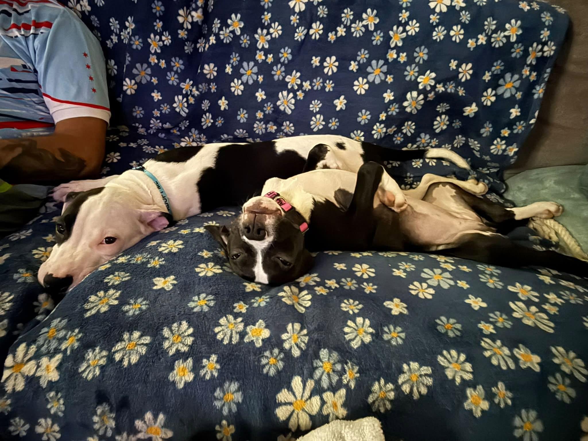 Enlarge Maple, a Adoptable Pit Bull Terrier in Niles, IL image 6/6