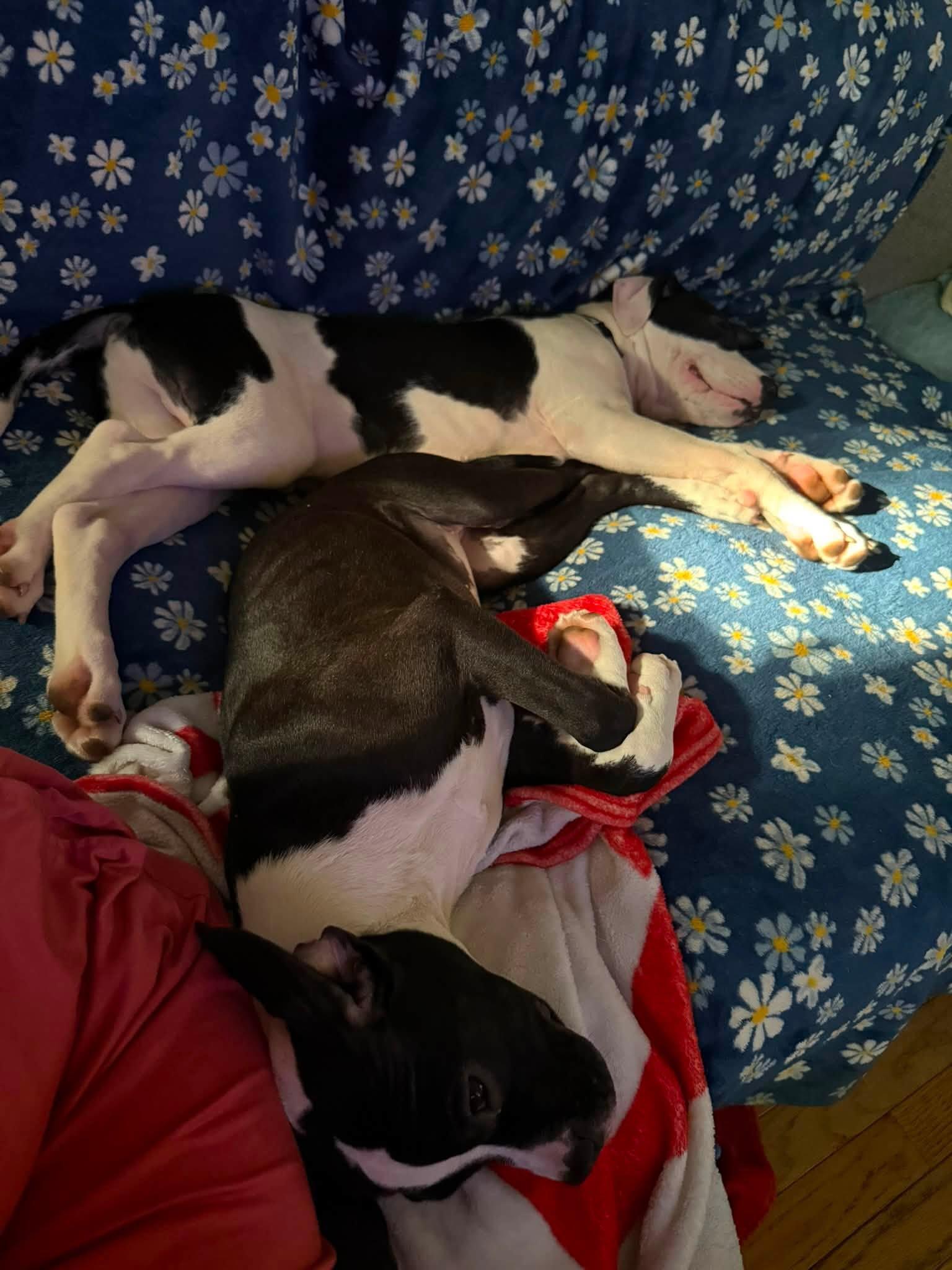 Enlarge Maple, a Adoptable Pit Bull Terrier in Niles, IL image 4/6