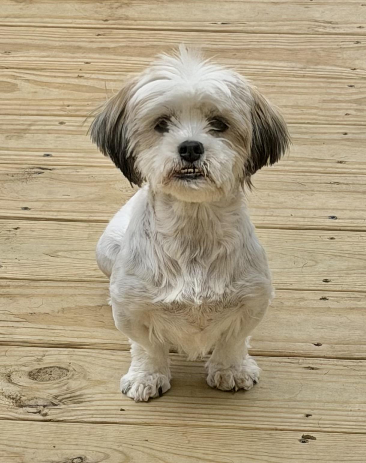 Enlarge Cupcake, an adopted mixed breed in Godfrey, IL image 6/6
