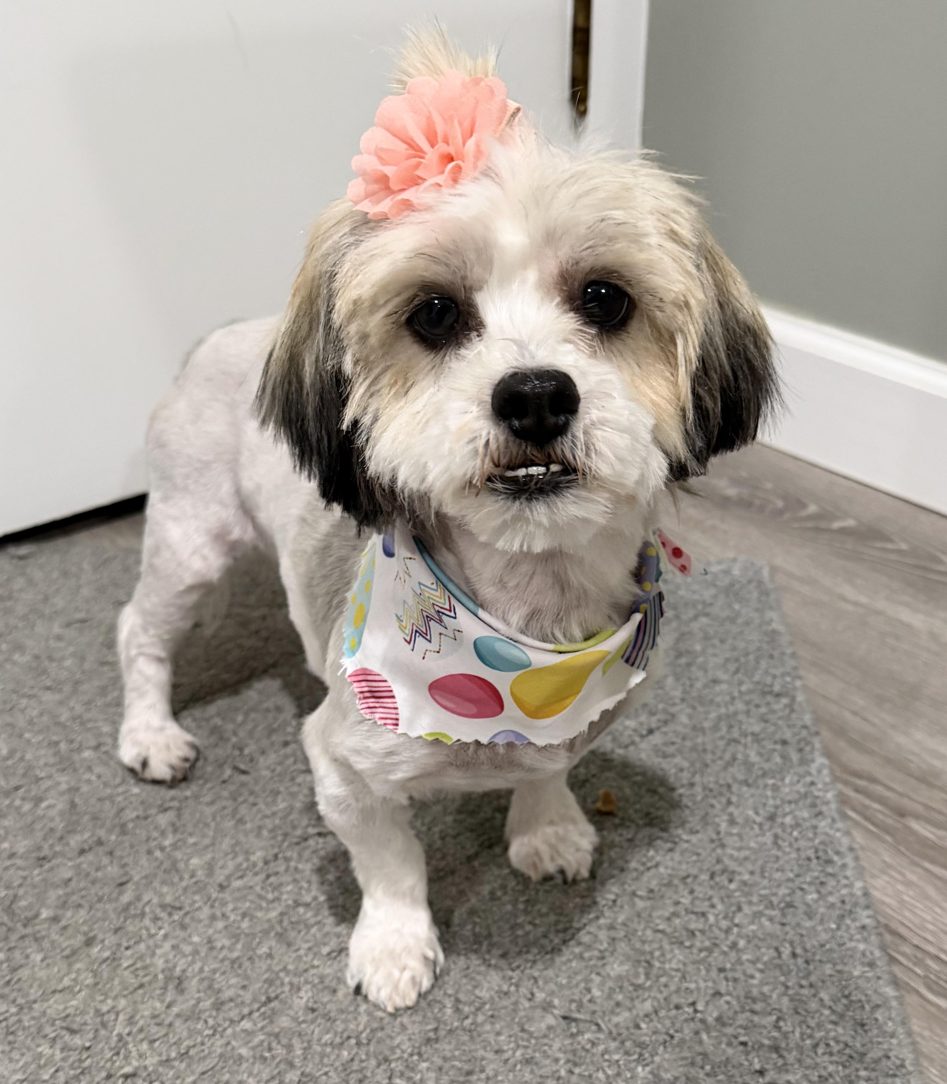 Enlarge Cupcake, an adopted mixed breed in Godfrey, IL image 3/6