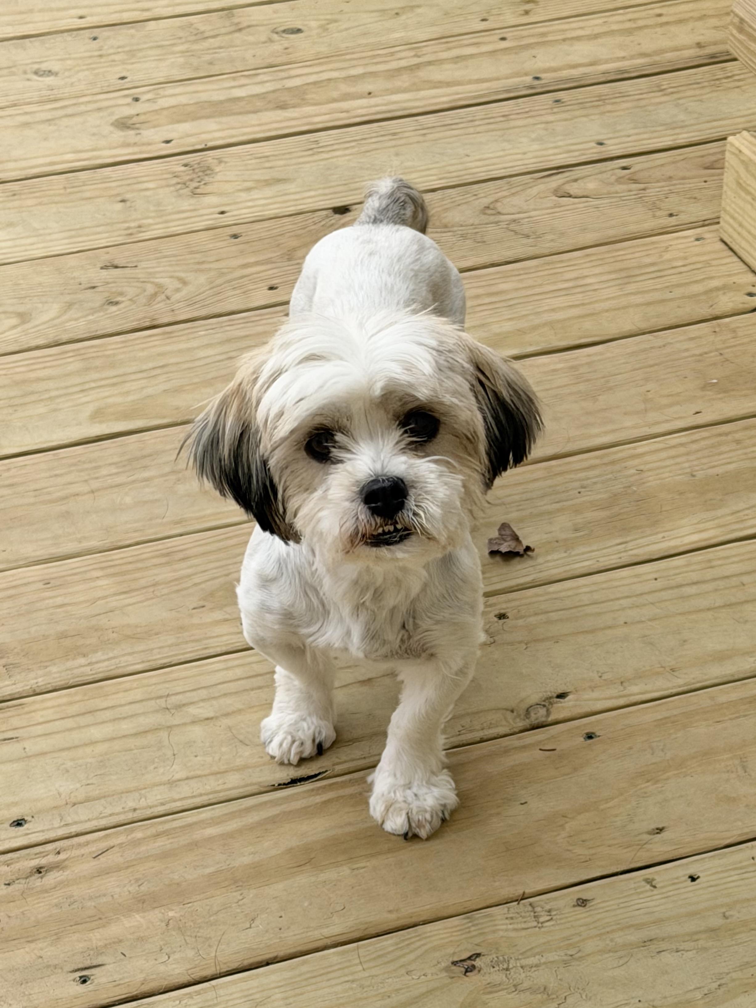 Enlarge Cupcake, an adopted mixed breed in Godfrey, IL image 5/6