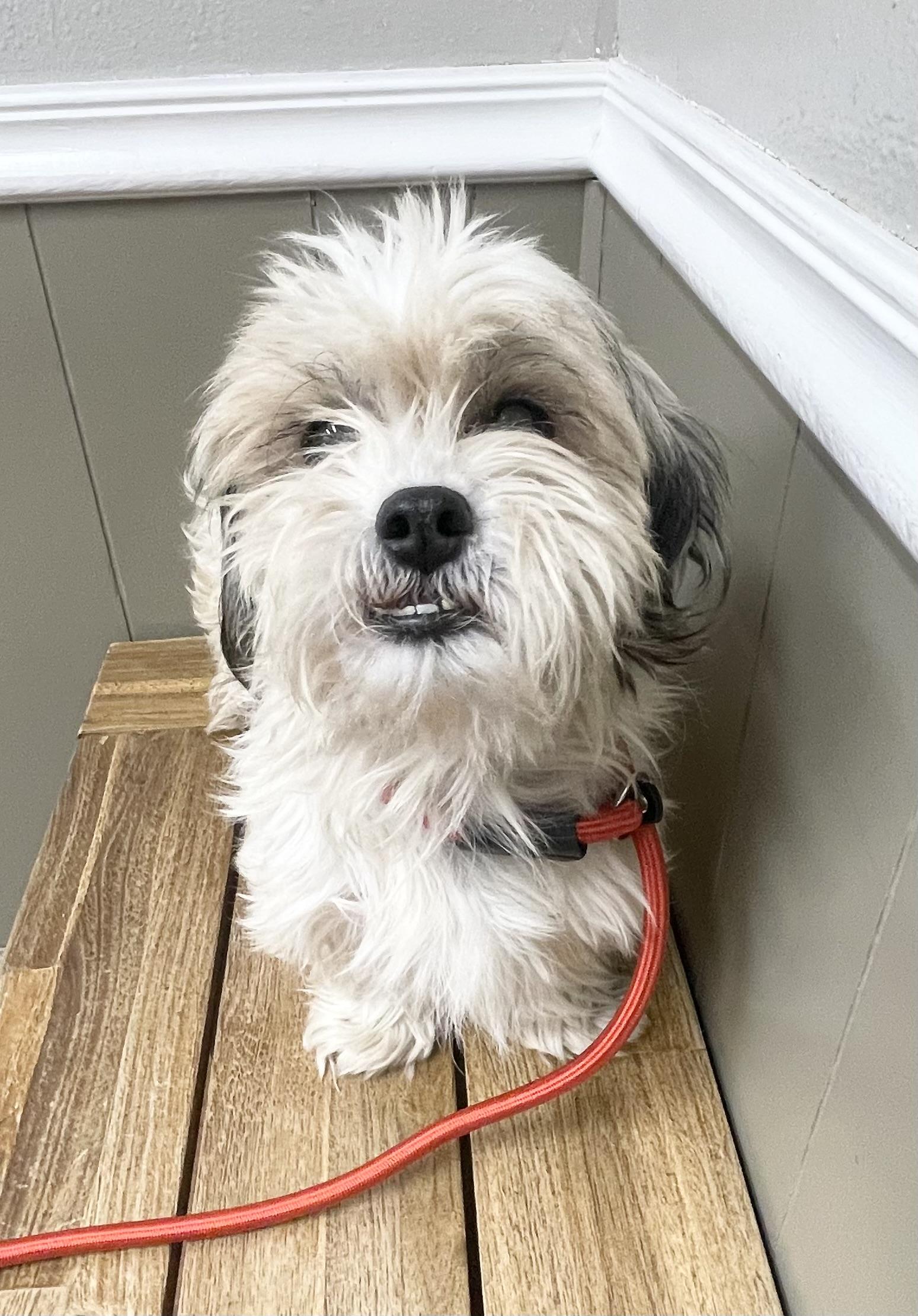 Enlarge Cupcake, an adopted mixed breed in Godfrey, IL image 4/6