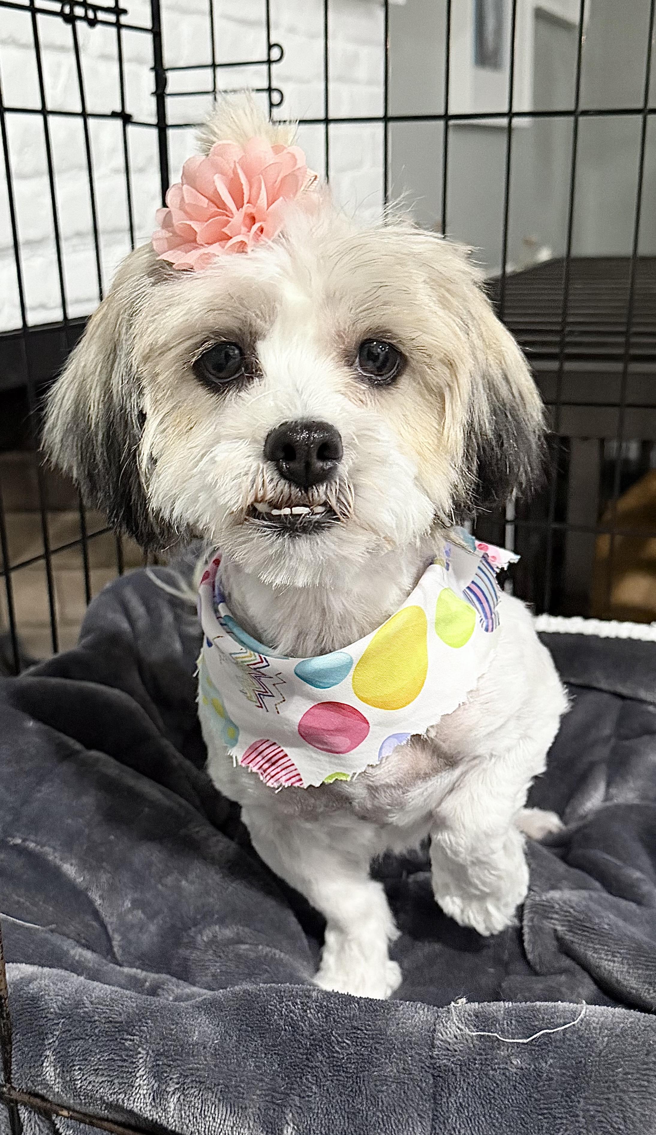 Cupcake, adopted, Adult Female Shih Tzu & Dachshund.