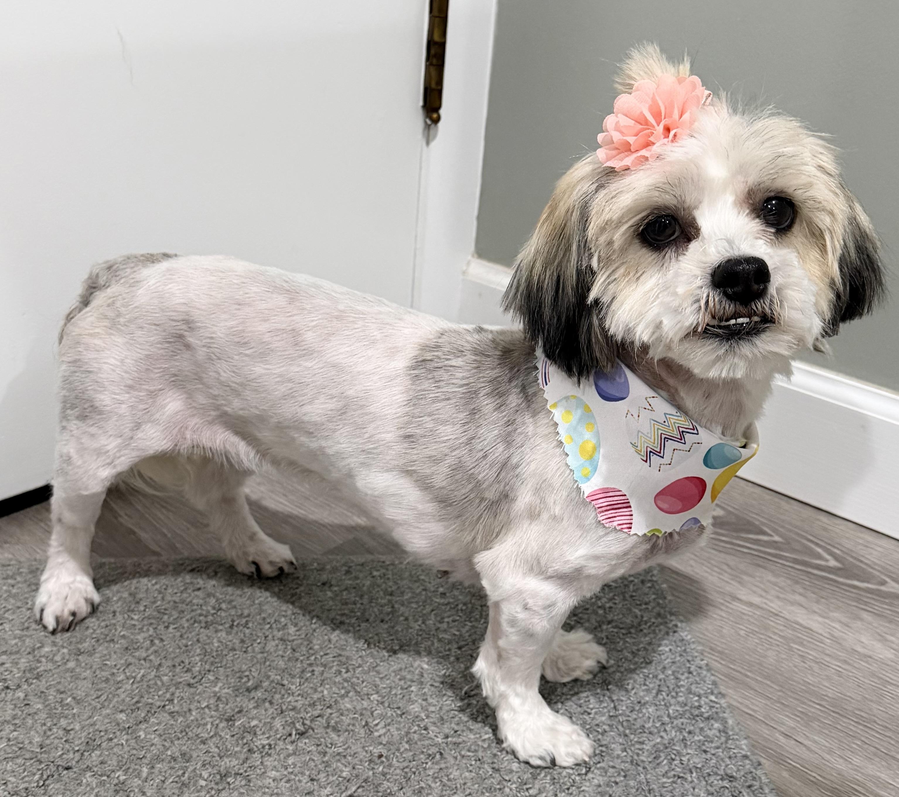 Enlarge Cupcake, an adopted mixed breed in Godfrey, IL image 2/6