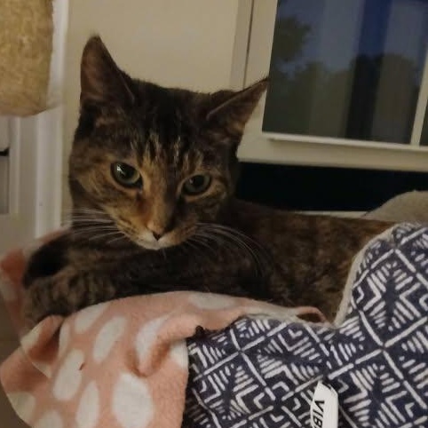 Bobbie Sox- affectionate lap cat- seeks attention, an adoptable Tortoiseshell in Macomb, MI image 2/3