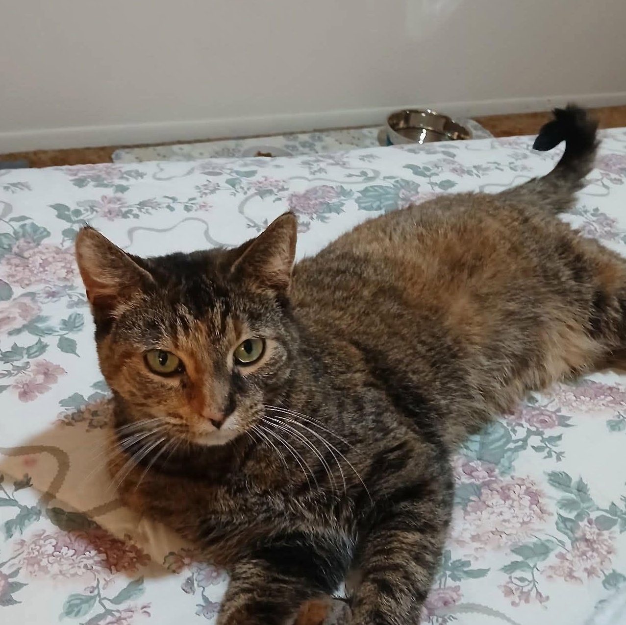 Bobbie Sox-  affectionate lap cat- seeks attention, adoptable, Adult Female Tortoiseshell.