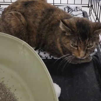Bobbie Sox- affectionate lap cat- seeks attention, a Adoptable Tortoiseshell in Macomb, MI image 2/2