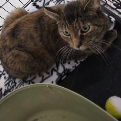 Bobbie Sox-  affectionate lap cat- seeks attention, Adoptable, Adult Female Tortoiseshell.