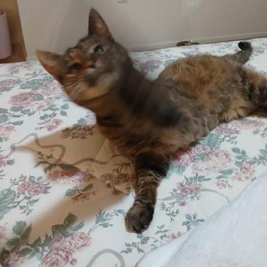 Bobbie Sox- affectionate lap cat- seeks attention, an adoptable Tortoiseshell in Macomb, MI image 3/3
