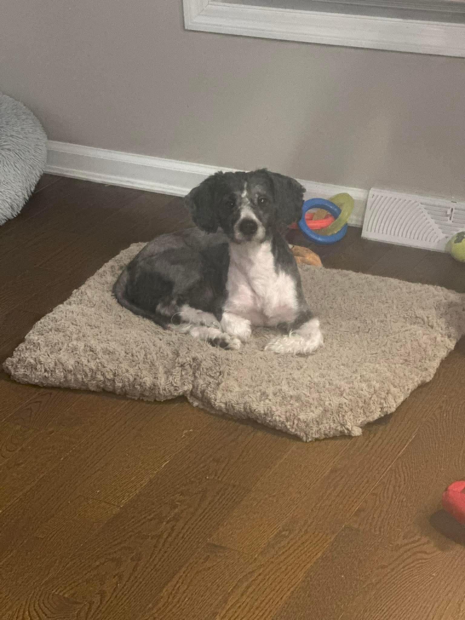 Monty, ADOPTABLE, Young Male Cocker Spaniel.