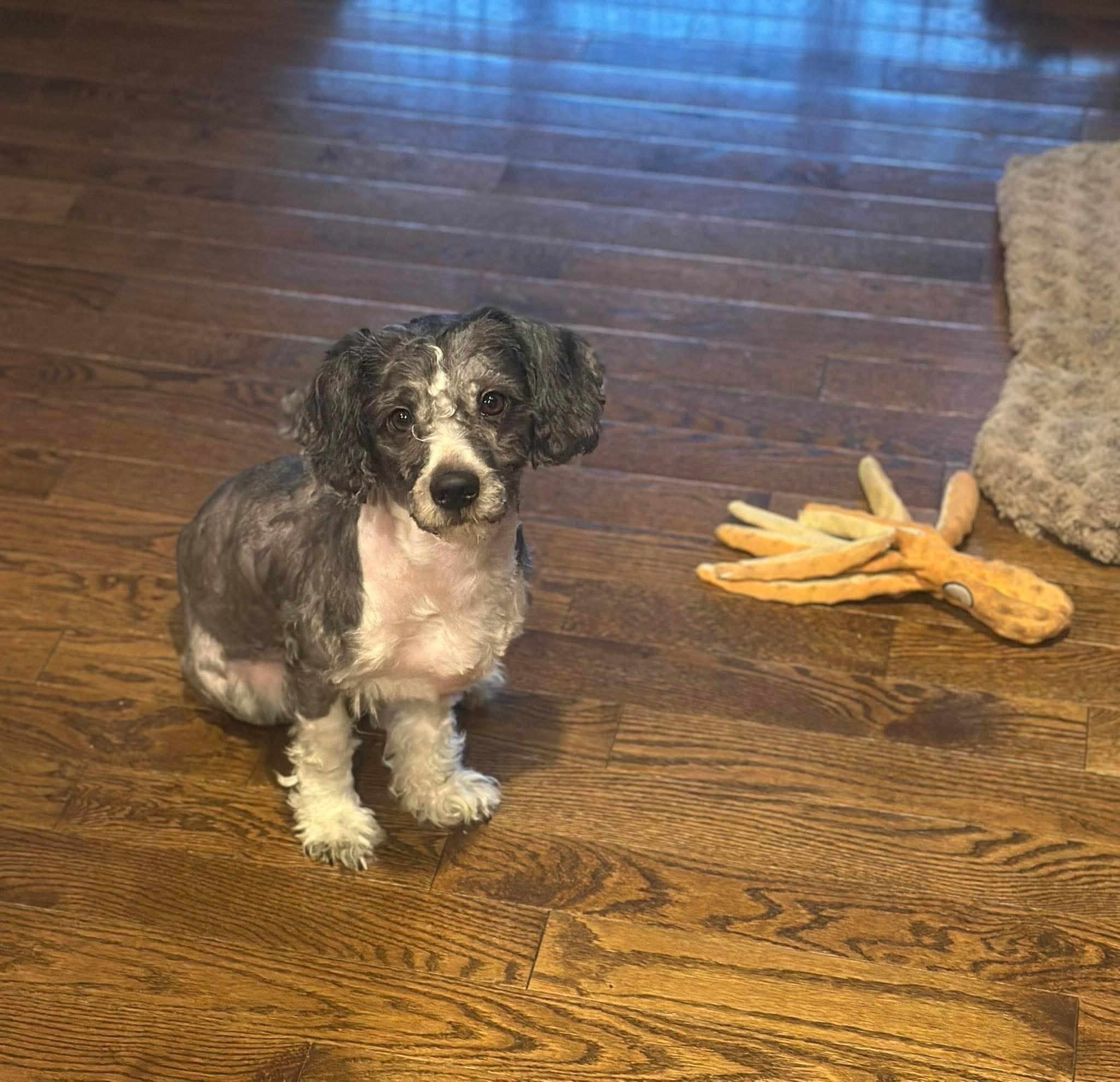 Enlarge Monty, a ADOPTABLE mixed breed in Huntington, NY image 3/4