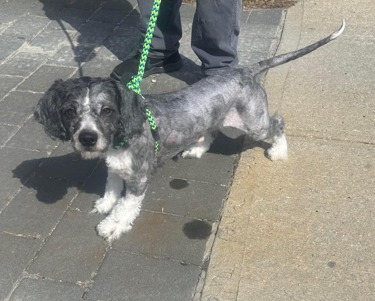 Enlarge Monty, a ADOPTABLE mixed breed in Huntington, NY image 4/4