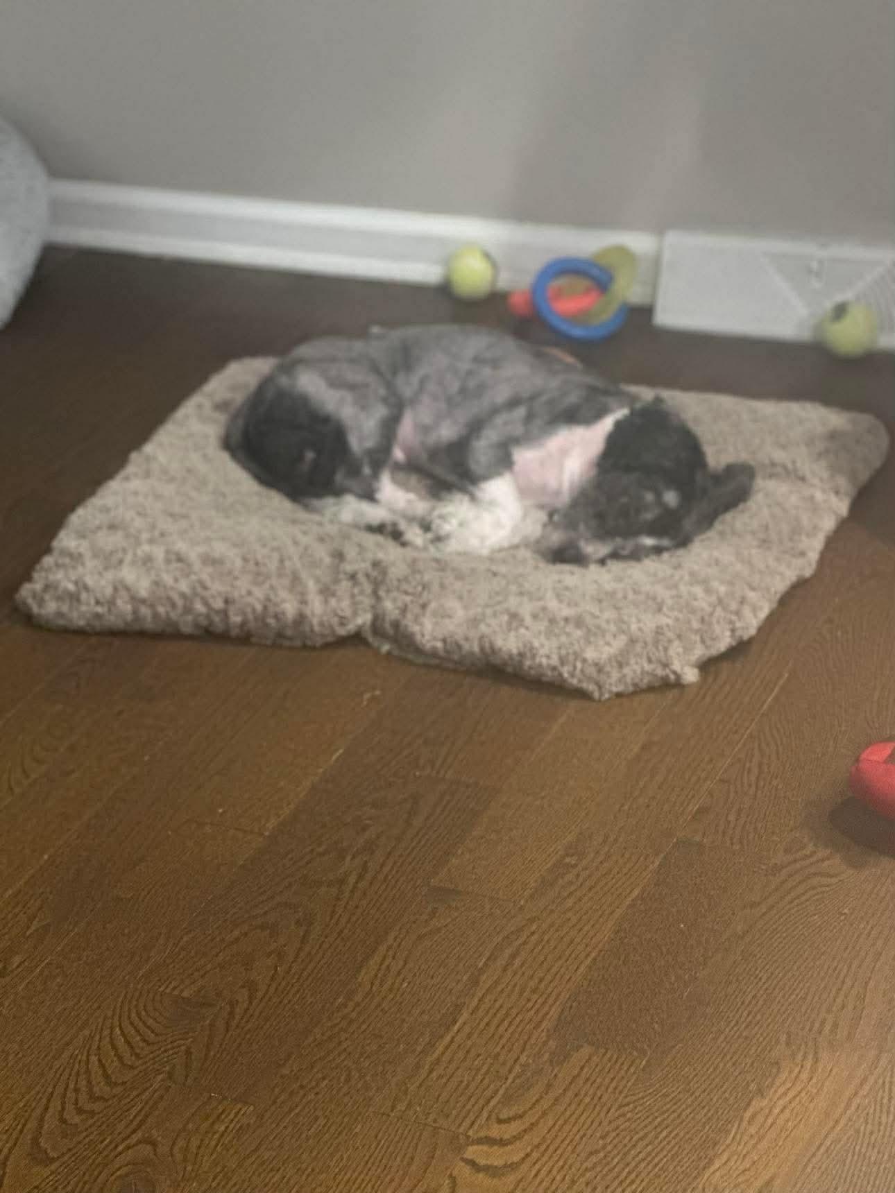 Enlarge Monty, a ADOPTABLE mixed breed in Huntington, NY image 2/4