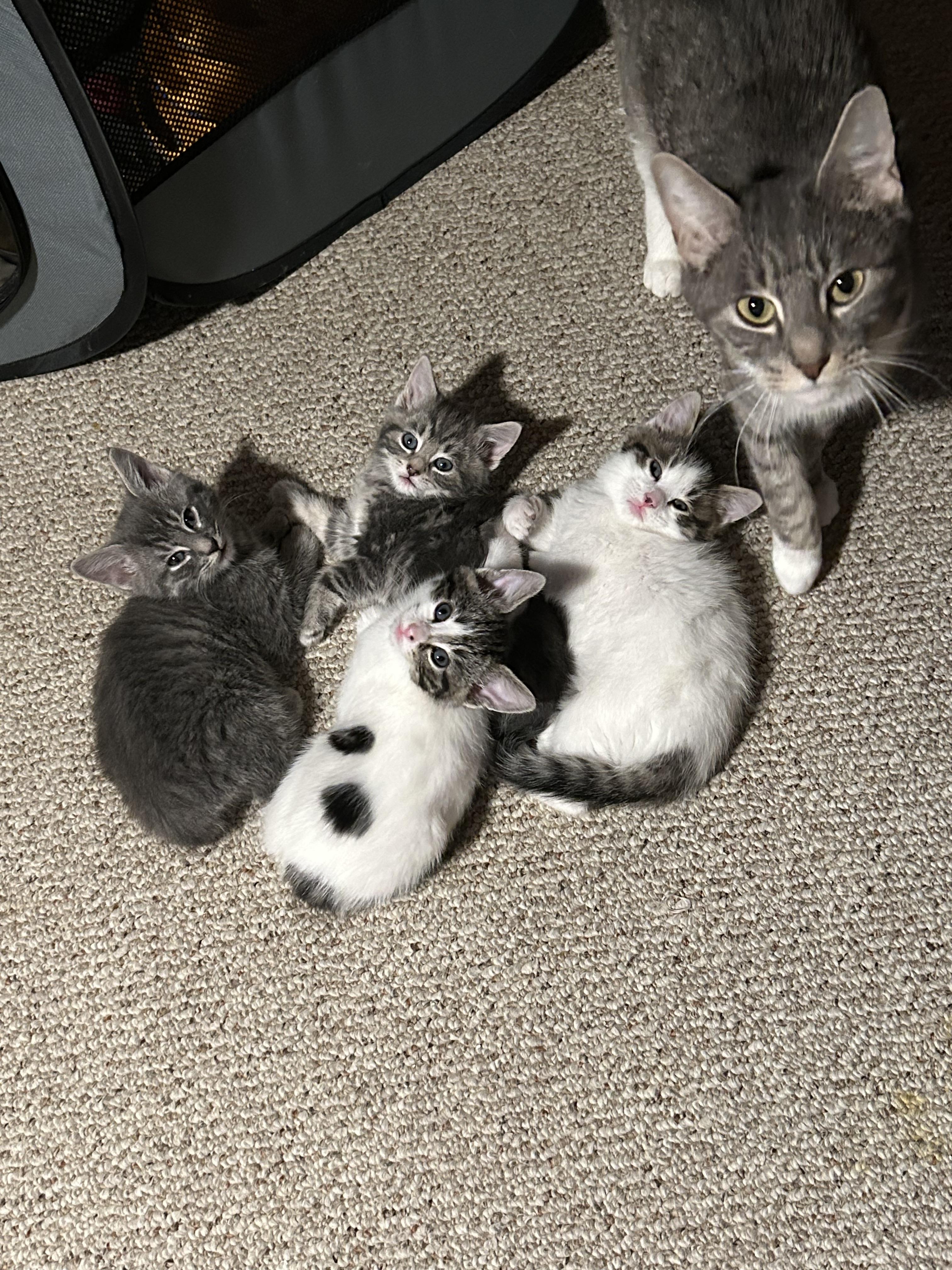 Enlarge Dustin (must be adopted in a pair), a ADOPTABLE Domestic Short Hair in Hellertown, PA image 1/5