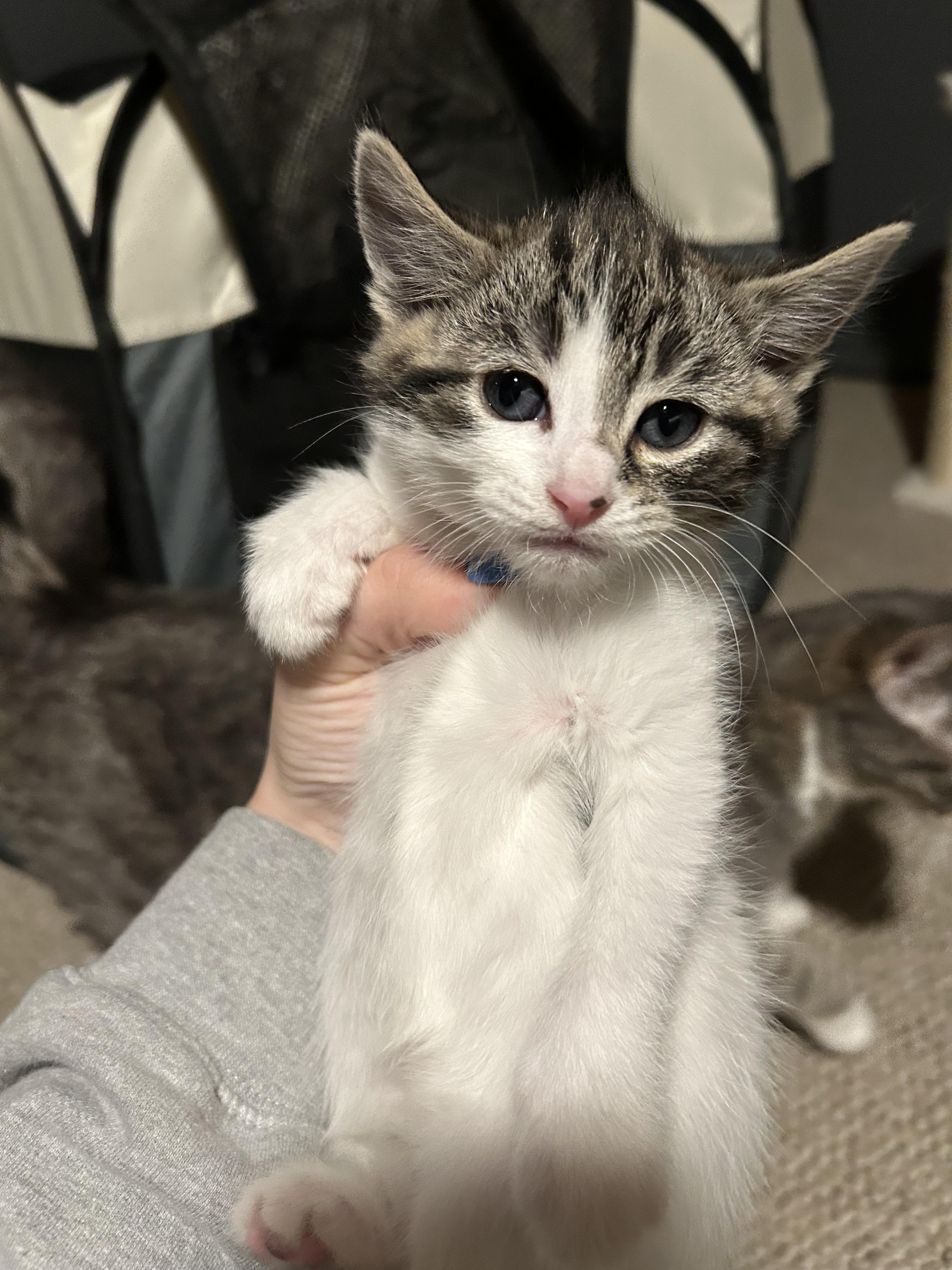 Enlarge Dustin (must be adopted in a pair), a ADOPTABLE Domestic Short Hair in Hellertown, PA image 5/5