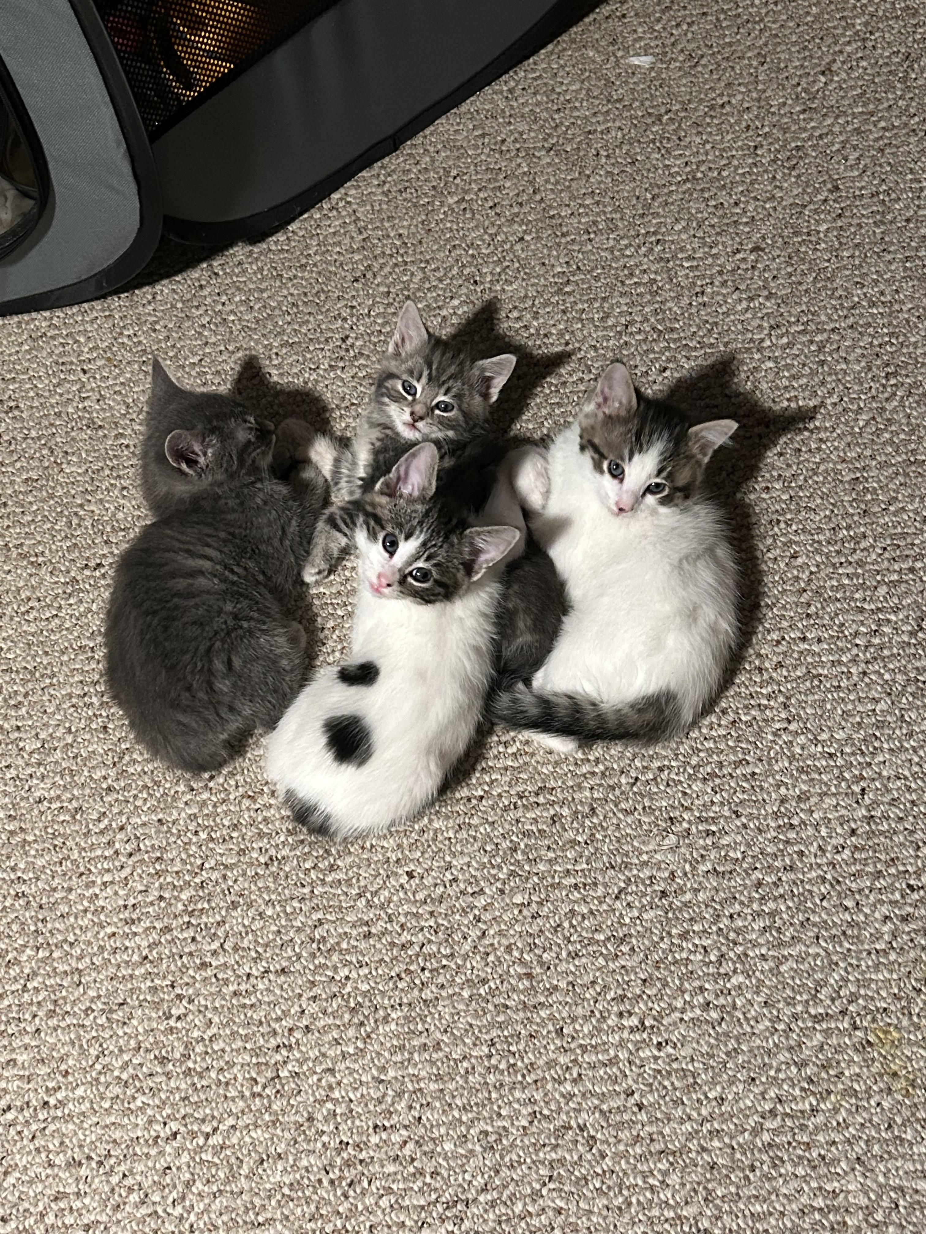 Enlarge Dustin (must be adopted in a pair), a ADOPTABLE Domestic Short Hair in Hellertown, PA image 3/5