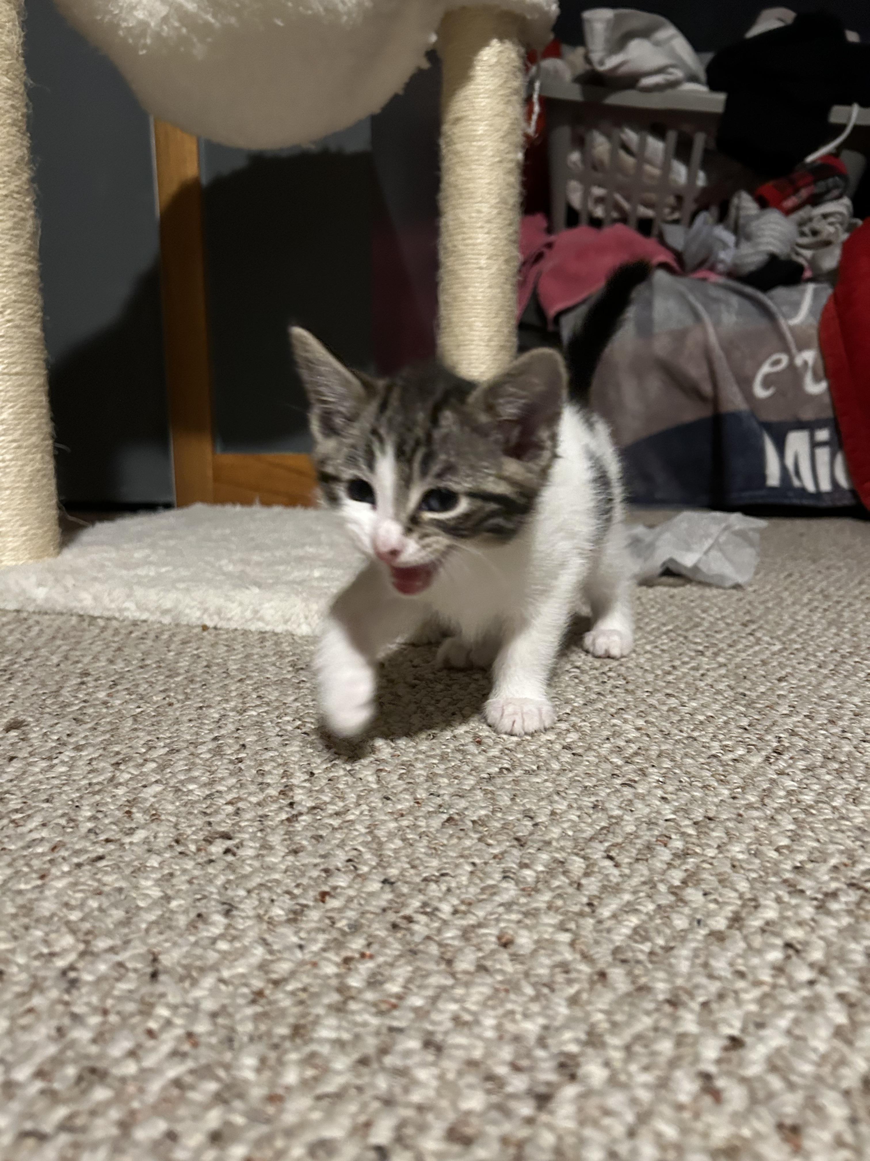 Enlarge Dustin (must be adopted in a pair), a ADOPTABLE Domestic Short Hair in Hellertown, PA image 4/5