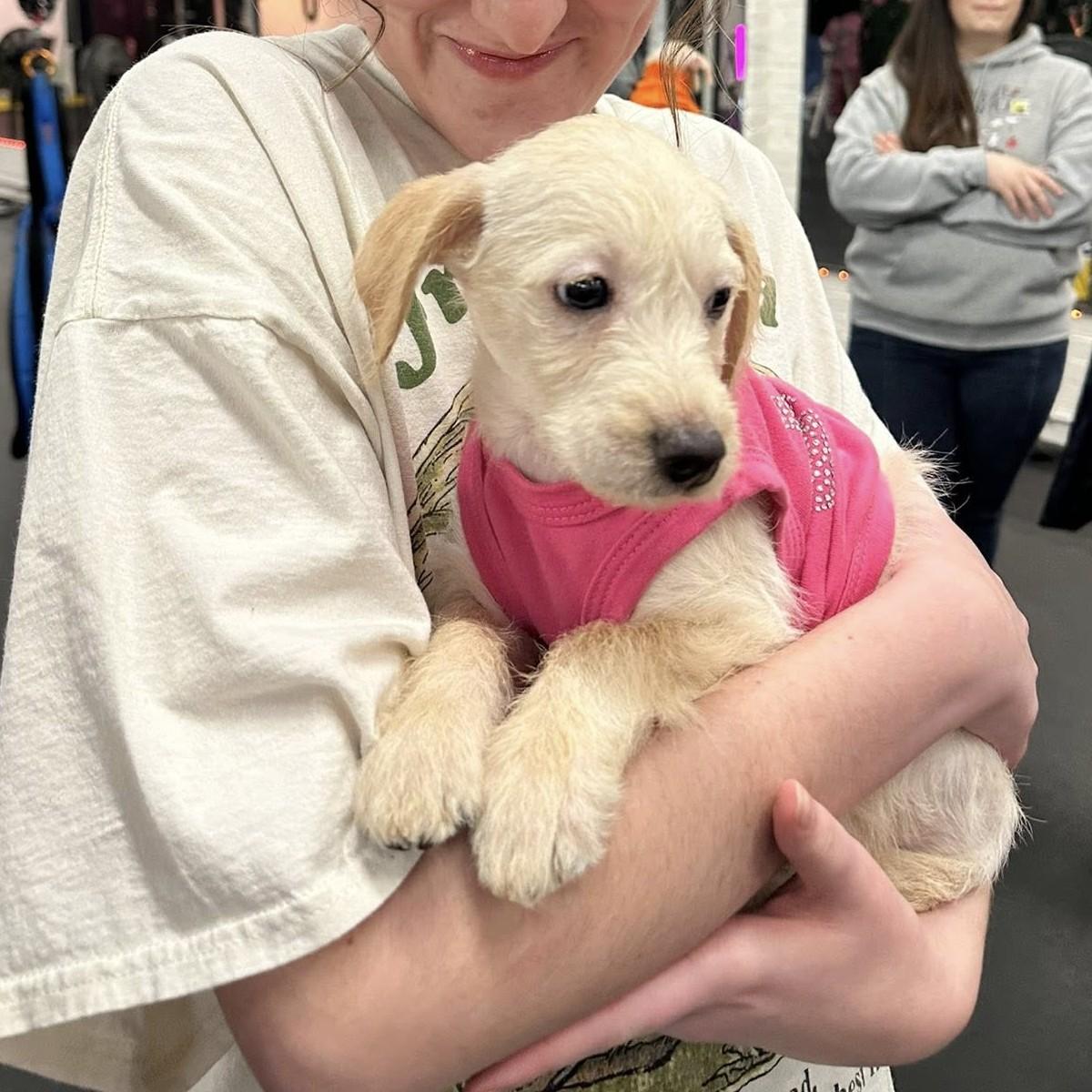 Enlarge Frances Earnshaw, an adopted mixed breed in Winchester, KY image 2/3