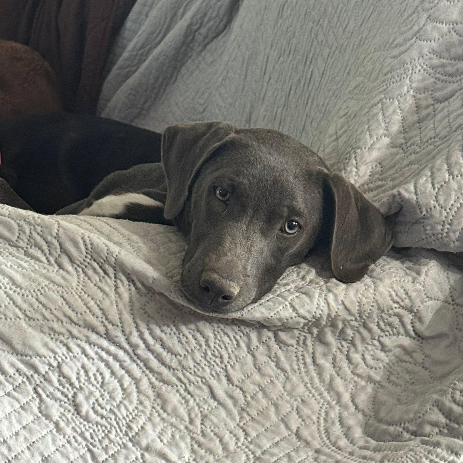 Dutton, an adopted mixed breed in Bethpage, NY image 4/6