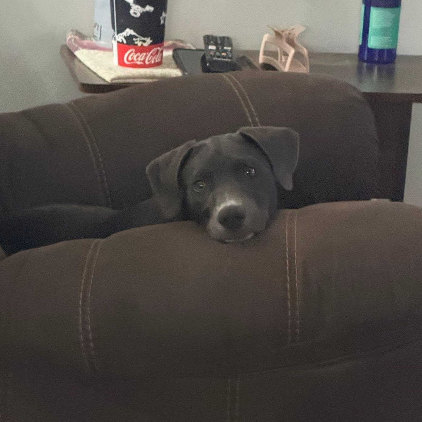 Dutton, an adopted mixed breed in Bethpage, NY image 6/6