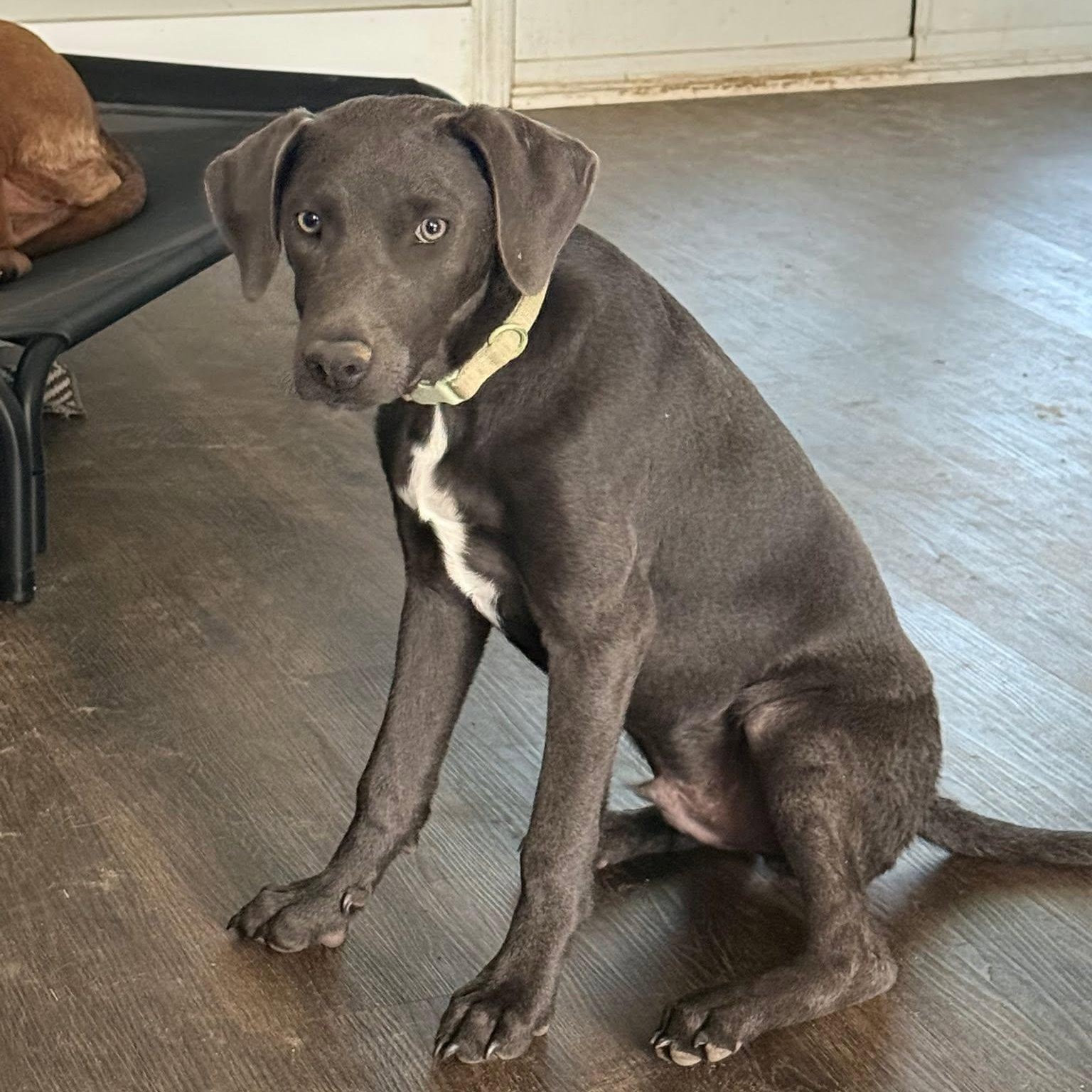Dutton, an adopted mixed breed in Bethpage, NY image 3/6