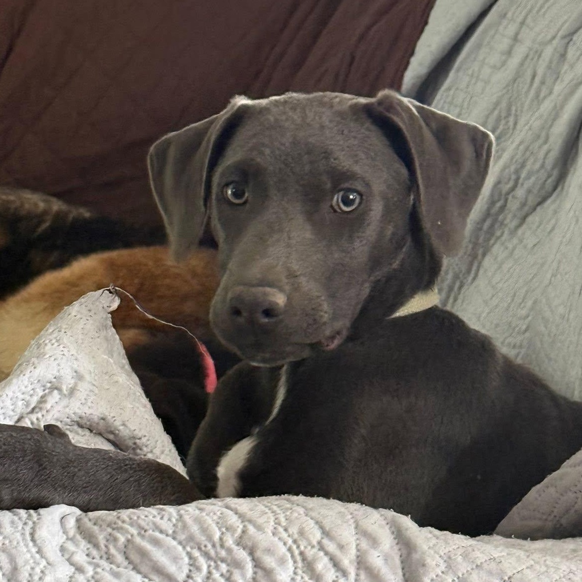Dutton, an adopted mixed breed in Bethpage, NY image 1/6