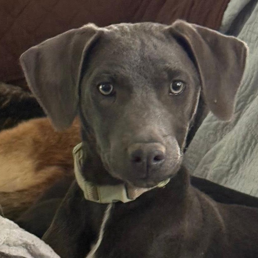 Dutton, an adopted mixed breed in Bethpage, NY image 2/6