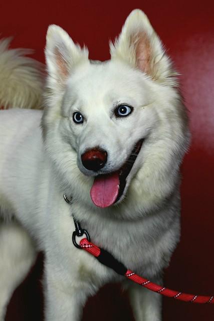 LILY, Adoptable, Adult Female Samoyed & Siberian Husky.