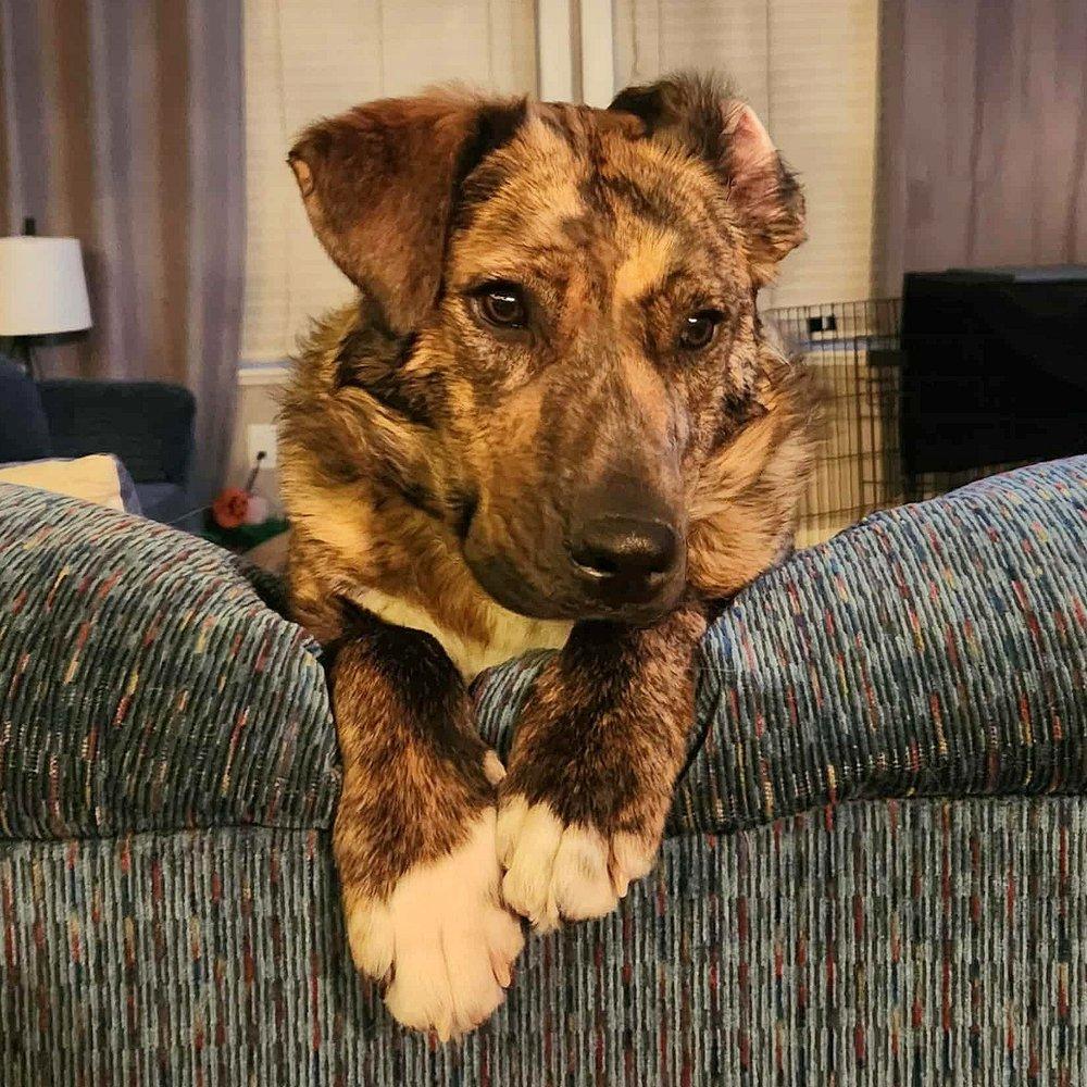 Hazel, Young Female Mountain Cur