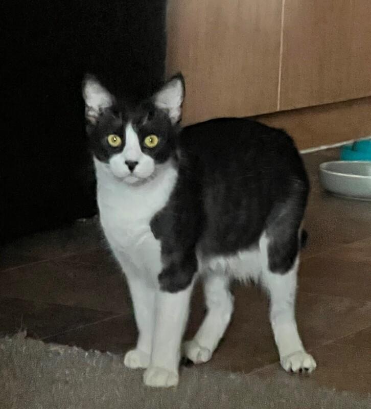 Enlarge Stanley - The Office Litter, a Adoptable Tuxedo in Anthem, AZ image 1/2