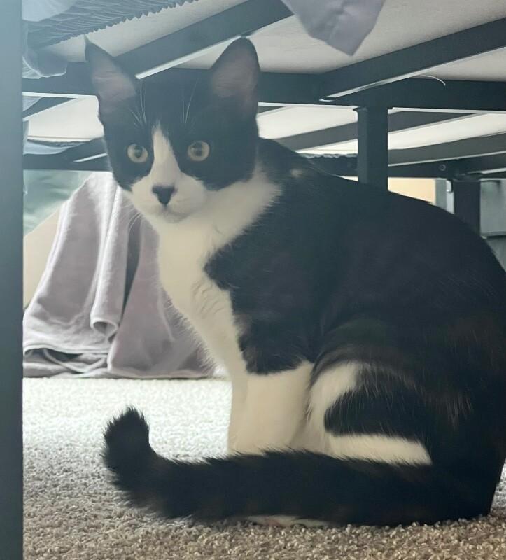 Enlarge Stanley - The Office Litter, a Adoptable Tuxedo in Anthem, AZ image 2/2