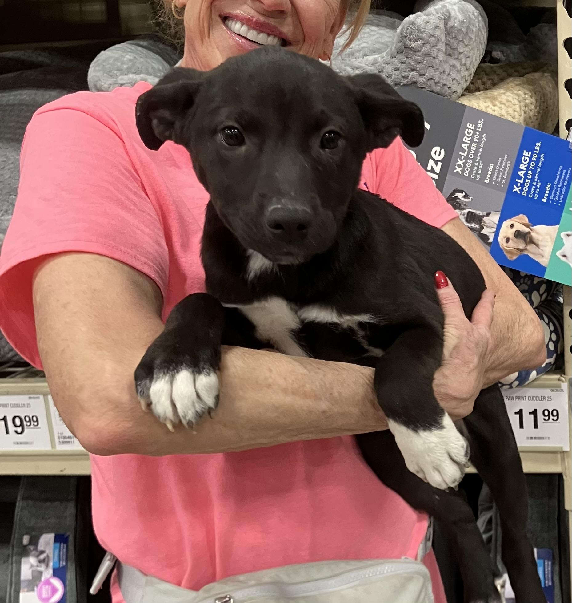 Enlarge Nickie, a ADOPTABLE mixed breed in Henderson, NV image 1/1