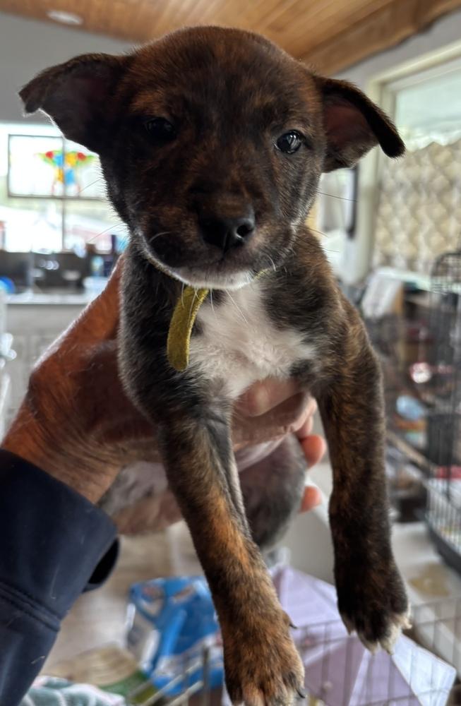 Honeys Baylor, Adoptable, Puppy Female Shiba Inu & Labrador Retriever.