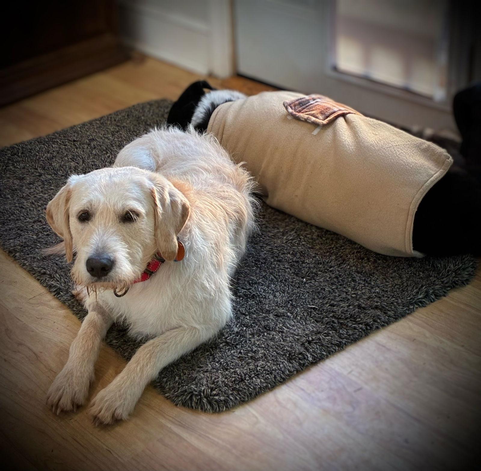 Enlarge Steve, a Adoptable mixed breed in Arlington, VA image 1/3