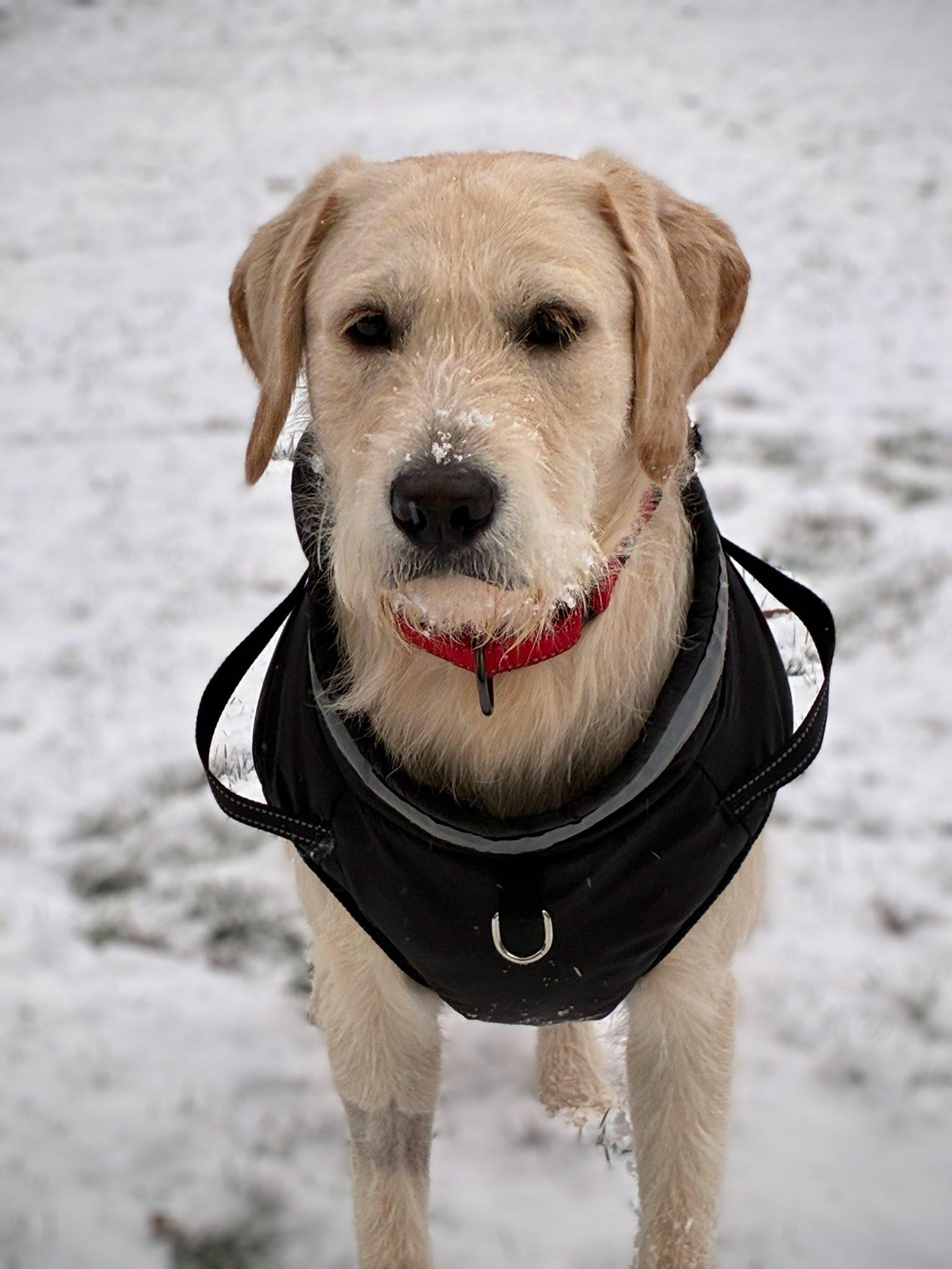 Enlarge Steve, a Adoptable mixed breed in Arlington, VA image 2/3