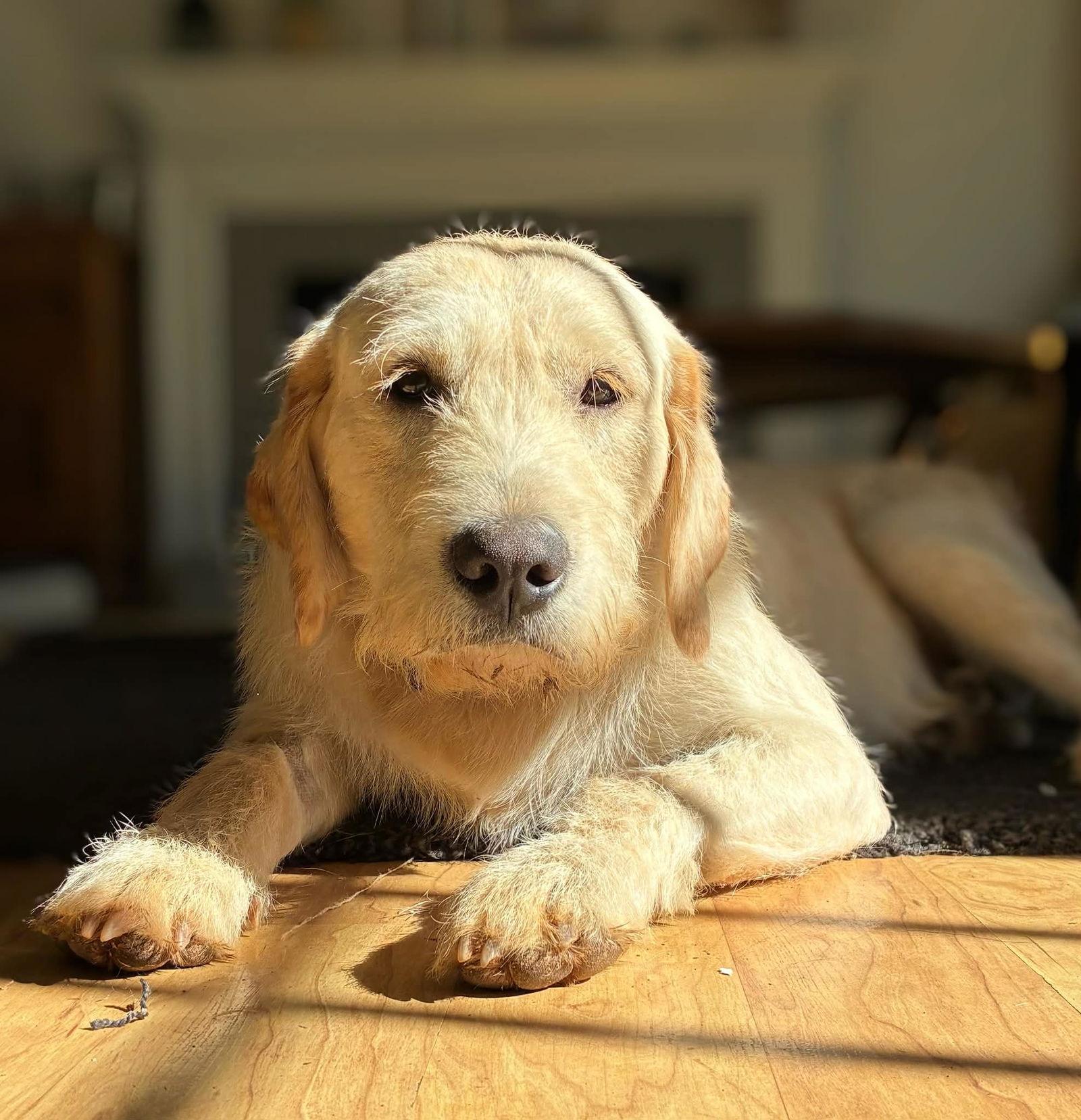 Enlarge Steve, a Adoptable mixed breed in Arlington, VA image 3/3