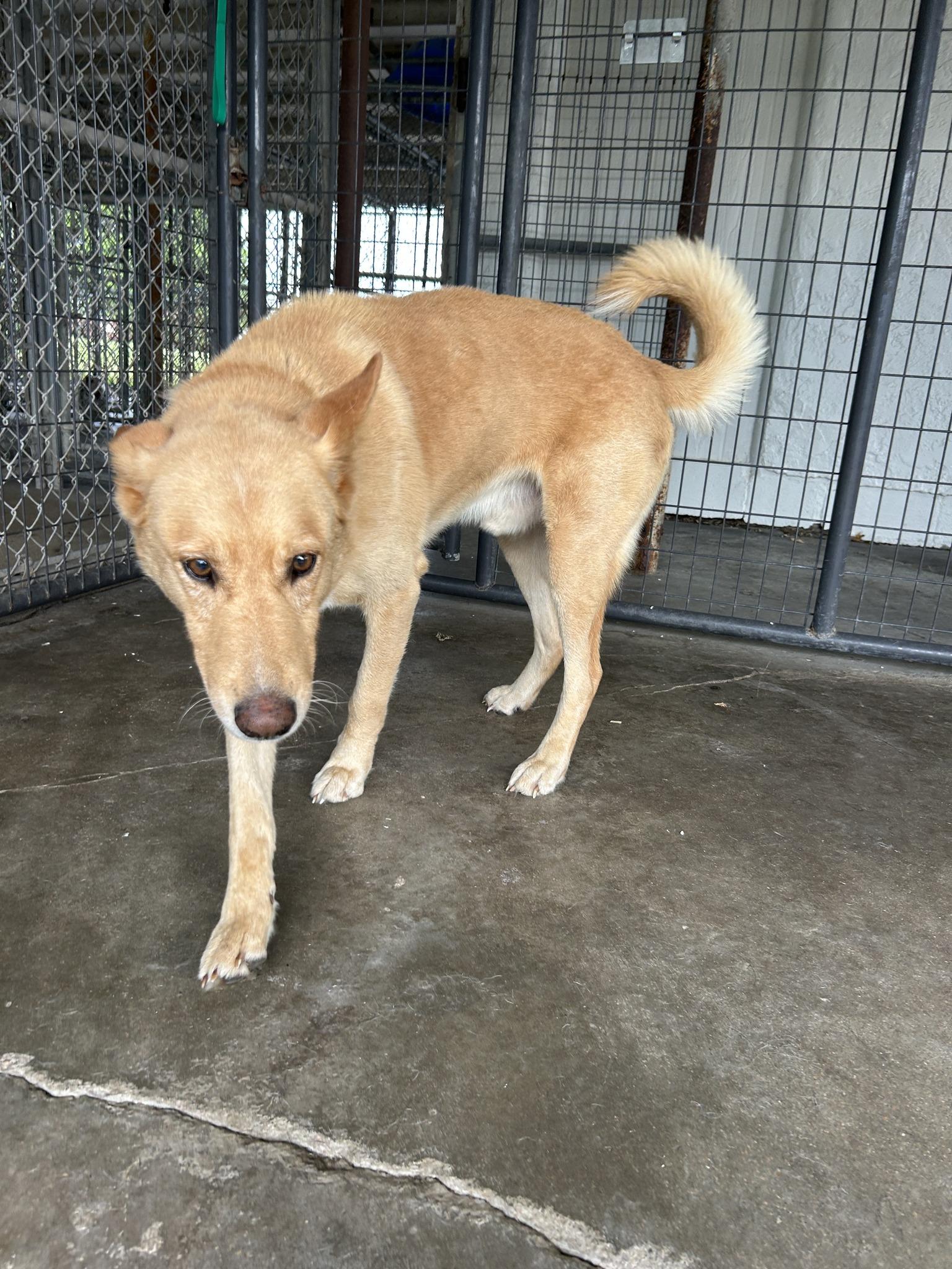 Ernie, an adoptable Husky, Golden Retriever in McPherson, KS, 67460 | Photo Image 1