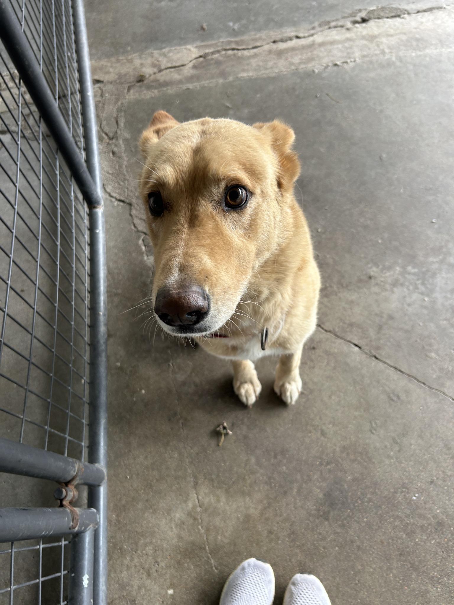 Ernie, an adoptable Husky, Golden Retriever in McPherson, KS, 67460 | Photo Image 2