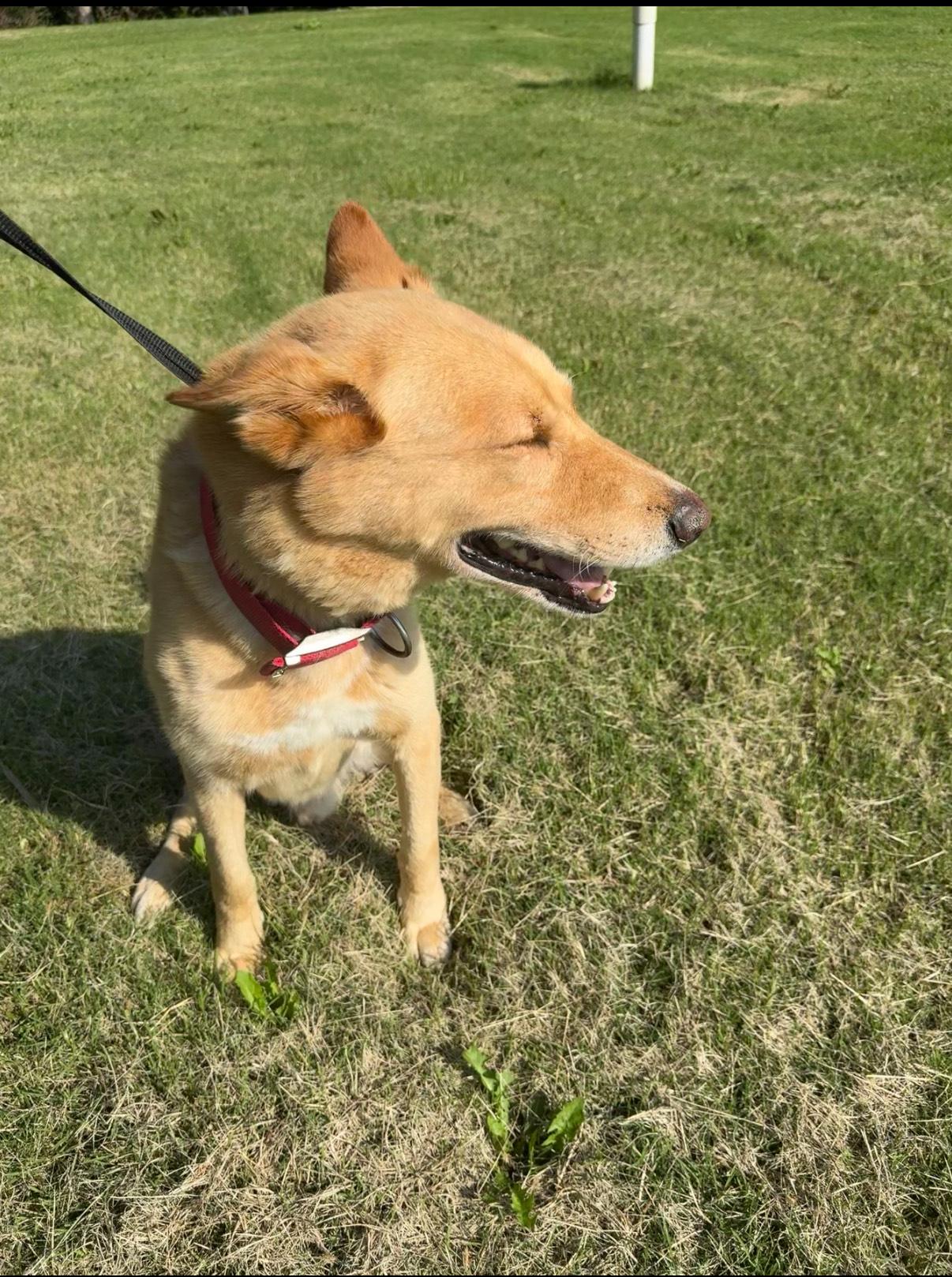 Ernie, an adoptable Husky, Golden Retriever in McPherson, KS, 67460 | Photo Image 3