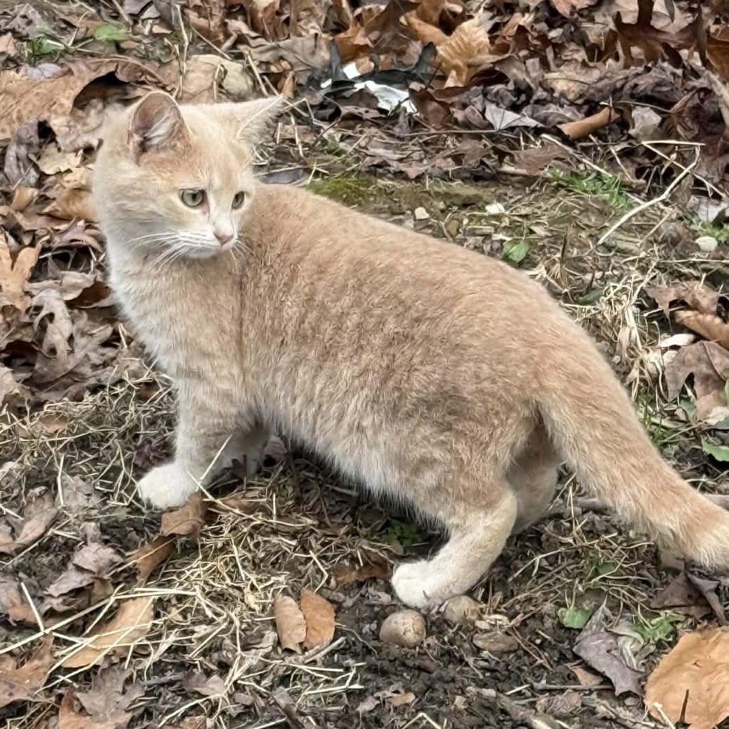 Enlarge Sherbie, a ADOPTABLE Domestic Short Hair in Inez, KY image 2/2