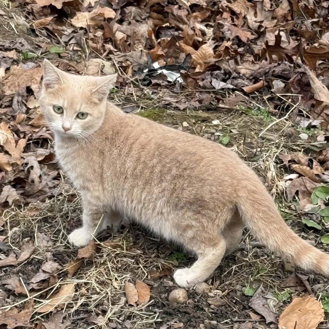 Sherbie, ADOPTABLE, Young Male Domestic Short Hair.